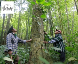 Những cánh rừng đầu tiên ở Việt Nam có thể bán tín chỉ carbon